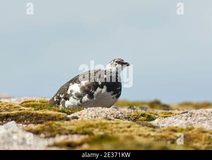 Summer plumaged male Ptarmigan, Lagopus mutus, seen in the Cairn Gorm Mountains, Scotland, 1st June 2016. Stock Photo