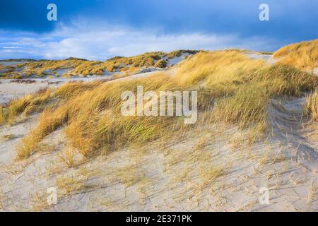 Sand dune island dune, Helgoland, Germany Stock Photo