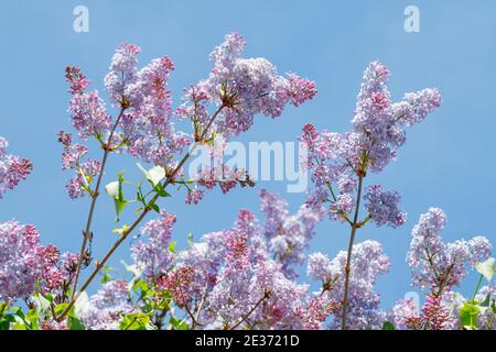 Common Common Lilac (Syringa vulgaris), Switzerland Stock Photo