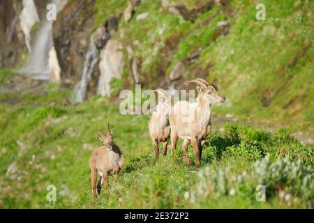 Stonecrop (Capra ibex), Ibex, Switzerland Stock Photo