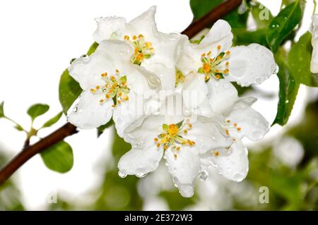 Apple tree flowers with raindrops on a spring day Stock Photo