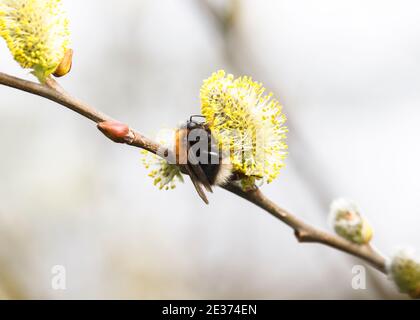 Tree bumblebee (Bombus hypnorum) queen foraging on goat willow catkin Stock Photo