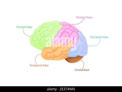 Structure of cerebral cortex illustration. Colored anatomical regions responsible for intelligence and movement. Stock Vector