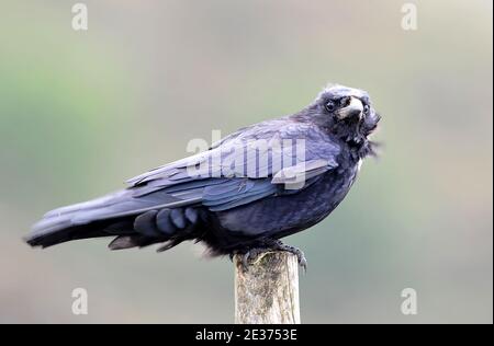 Corvid Stock Photo