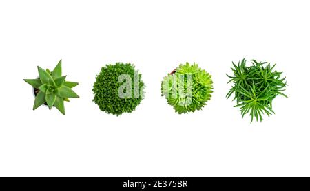 Isolated succulent plants top view Stock Photo