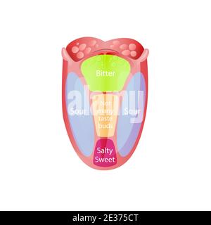 Taste zones on tongue. Green bitter sensation receptor with blue sour red sweet and salty flavor. Stock Vector