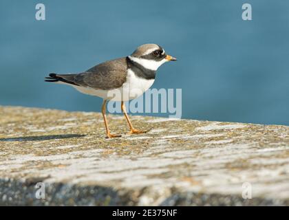 Adult Ringed Plover, Charadrius hiaticula, at Farmoor reservoir during spring migration, Oxfordshire, 9th April 2017. Stock Photo