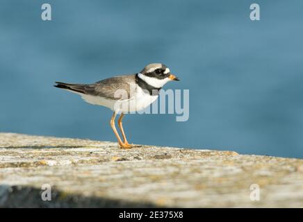 Adult Ringed Plover, Charadrius hiaticula, at Farmoor reservoir during spring migration, Oxfordshire, 9th April 2017. Stock Photo