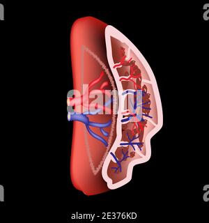 Anatomical structure of the spleen. Vector illustration. Stock Vector