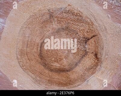 Tree rings from a freshly felled tree Stock Photo