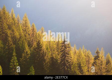Coniferous trees along a mountainside catch evening golden light in the West Kootenays just outside of Nelson, British Columbia. Stock Photo