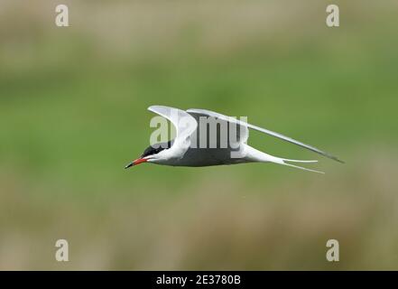 Summer plumaged adult Common Tern, Sterna hirundo, in flight over the RSPB's Otmoor nature reserve, Oxfordshire, 14th May 2017. Stock Photo