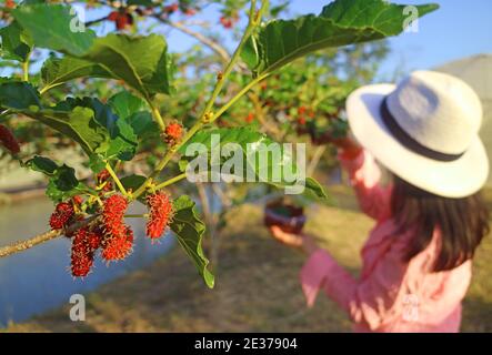 Closeup Bunch of Vibrant Red Immature Mulberry Fruits on the Tree with Blurry Woman Picking Fruits in Background Stock Photo