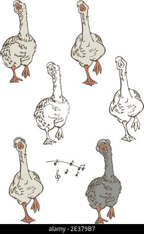 Vector illustration set of geese dancing in different poses and musical notes. Collection of funny birds isolated on a white background. Stock Vector