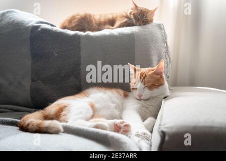 two domestic cats sleep on the sofa under the window Stock Photo