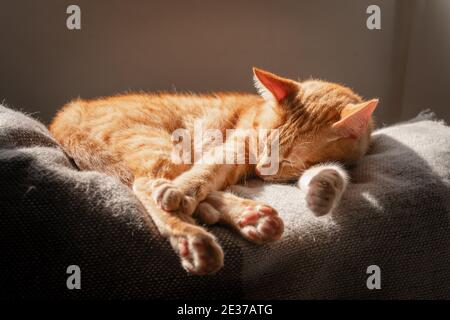 brown tabby cat sleeps on the sofa under the window Stock Photo