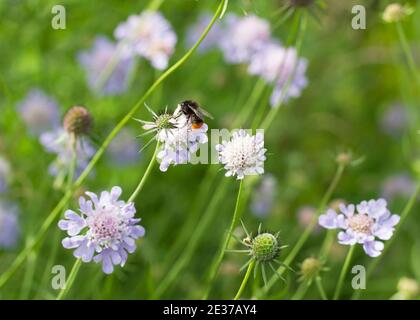 Red tailed bumblebee, Bombus lapidarius, foraging on Small scabious, Scabiosa columbaria Stock Photo