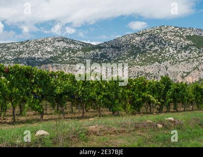Lush green vineyard with ripe blue grapes with Supramonte limestone mountains. Gennargentu National Park, Province of Nuoro, Sardinia, Italy, Summer. Stock Photo