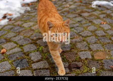 Curious Ginger cat looking at the camera, close-up photo of ginger kitten Stock Photo