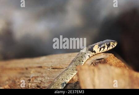 Wild Snakes on a Wooden Background, Forest Life, Closeup Snake Head, Animal Closeup. Stock Photo