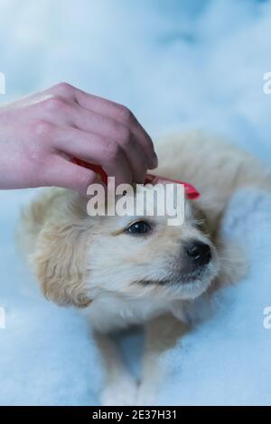 A vertical shot of a tiny puppy and human hands playing with her Stock Photo
