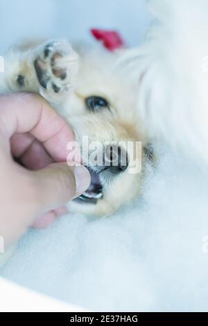 A vertical shot of a lovely puppy with a pink bow and a human hand playing with her Stock Photo
