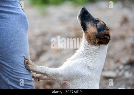 Profile shot of a Jack Russell Terrier looking up at its owner while standing with front paws on its leg Stock Photo
