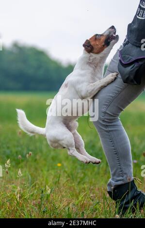 Jack Russell Terrier is jumping on trainer's leg during a trainer. Jack Russells are very trainable Stock Photo