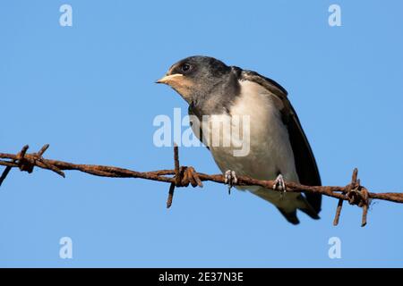 Recently fledged Juvenile Swallow, Hirundo rustica, perched on barbed wire fence waiting to be fed, New York, Lincolnshire, 13th September 2018. Stock Photo