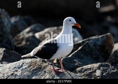 Pebble Beach, California, February 17, 2018: Stock Photo