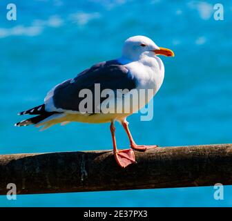 Pebble Beach, California, February 17, 2018: Stock Photo