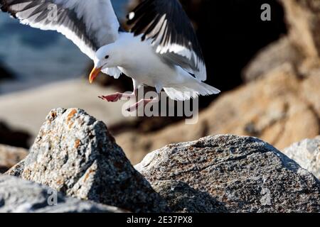 Pebble Beach, California, February 17, 2018: Stock Photo