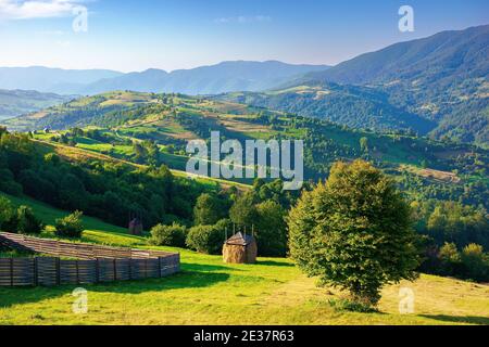mountainous rural area in the morning. beautiful remote agricultural landscape in summer. trees and grassy fields on rolling hills Stock Photo