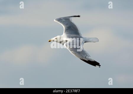 Adult Herring Gull, Larus argentatus, in flight over the cliffs at Strumble Head, Pembrokeshire, Wales, 19th August 2019. Stock Photo