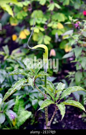 Arisaema tortuosum,Whipcord Cobra Lily,spadix,jack-in the-pulpit,green flower,green flowers,leaves,foliage,exotic, flowering,arum,arums,RM Floral