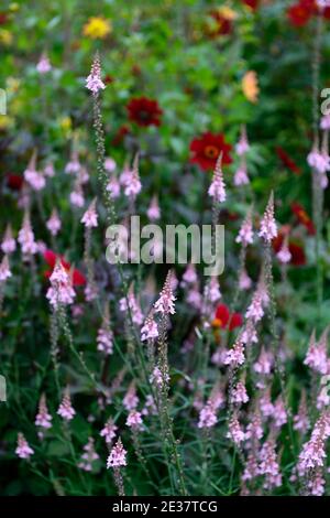 Linaria Dial Park,Toadflax,mauve purple flowers,flowering stems,spires,snapdragon,red yellow dahlia flower,flowers,flowering,mixed planting scheme, mi Stock Photo