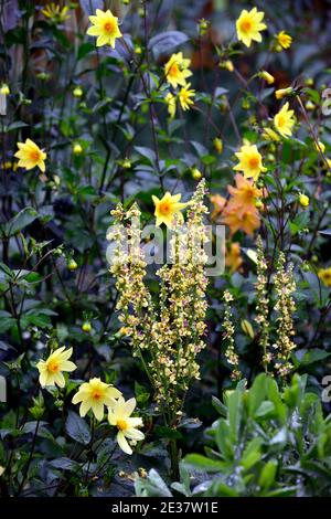 Verbascum chaixii sixteen candles,yellow flower spikes,yellow dahlia,yellow dahlias,mixed,mix,mixed planting scheme,spires,mullein,mulleins,white flow Stock Photo