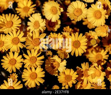 FILE: George Brett of the Kansas City Royals during spring training.  (Sportswire via AP Images Stock Photo - Alamy