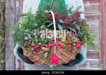 basket with gaultheria, coniferous and skimmia japonica in woman hands Stock Photo