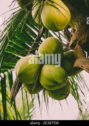 Close up of a bunch of young coconuts hanging from a palm tree Stock Photo