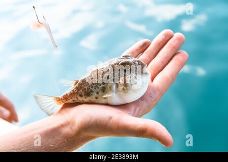 Poisonous fugu fish is lying on the palm of the hand close-up, Gulf of Thailand. Stock Photo