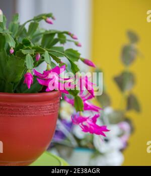 Blooming schlumbergera also called Christmas cactus or crab cactus Stock Photo