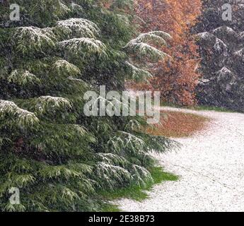 Detail of pines and trees starting to be covered in snow which covers the grass as well Stock Photo