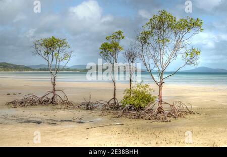 mangrove trees on the beach at frangipani beach and bay near  the tip of Cape York peninsula Queensland Australia, Stock Photo