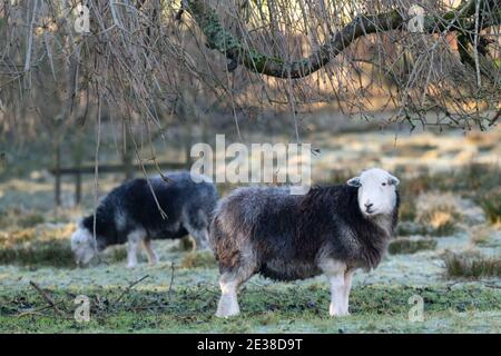 Two Herdwick Sheep Grazing on Rough Pasture Stock Photo