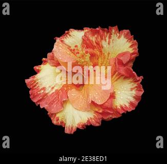 Red, orange and yellow isolated hibiscus flower with water drops on black background. Stock Vector