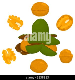 Illustration on theme big set different types walnut in nutshell, nut various size. Walnut pattern consisting of kit natural nut to nutshell for organ Stock Vector
