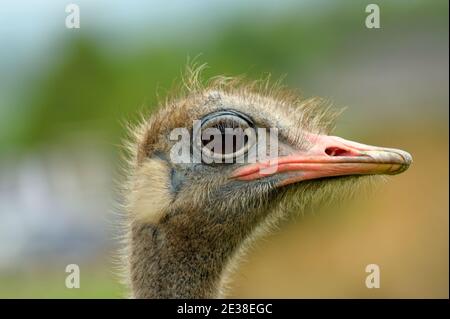 An Ostrich close up portrait. Stock Photo