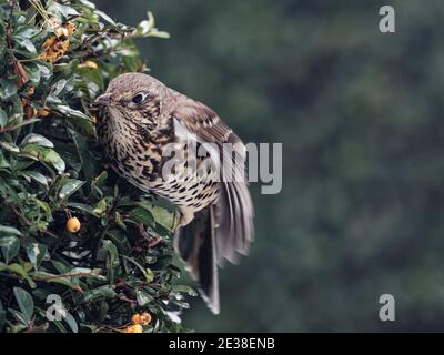 A Mistle Thrush (Turdus viscivorus) eating orange berries from a Firethorn bush in a garden in Wakefield, West Yorkshire on a cold winter morning. Stock Photo