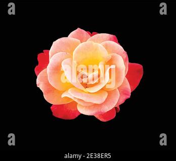 Beautiful Multicolored Red and Yellow Rose on a Black Background Stock Vector